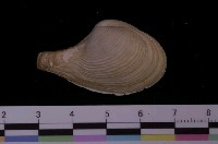 藏品(高貴杓蛤)的圖片